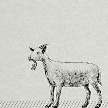 「スケープゴーティング」カバーデザイン