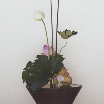 ミナモトタダユキ写真展　「造花自然」DM